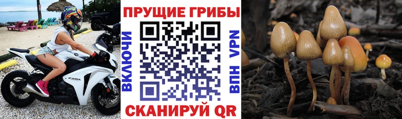 продажа наркотиков  Россошь  Псилоцибиновые грибы ЛСД 